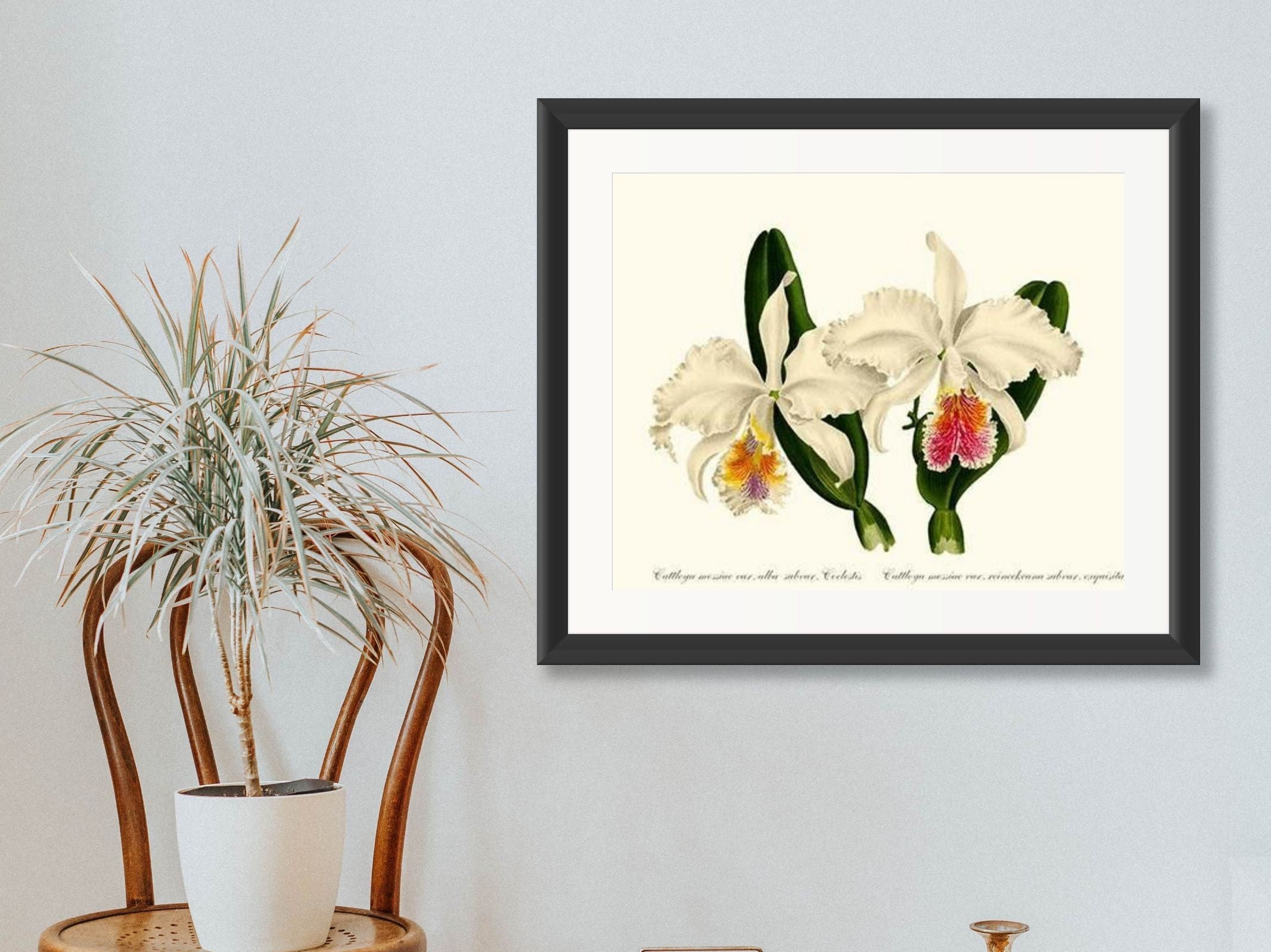 Cattleya mossiae: Vintage Botanical Orchid Wall Art Prints