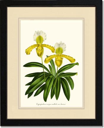 Cypripedium insigne | Orchid Wall Art Print