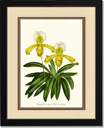 Cypripedium insigne | Orchid Wall Art Print