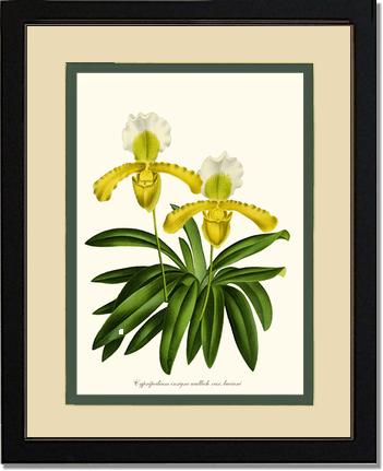Cypripedium insigne | Orchid Wall Art Print