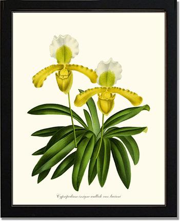 Cypripedium insigne | Orchid Wall Art Print