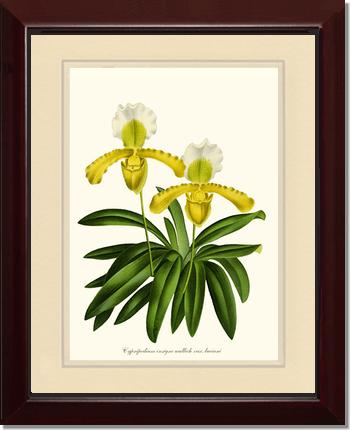 Cypripedium insigne | Orchid Wall Art Print