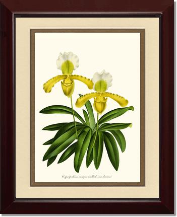 Cypripedium insigne | Orchid Wall Art Print