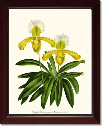 Cypripedium insigne | Orchid Wall Art Print