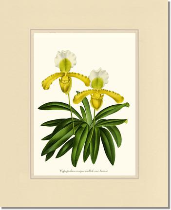 Cypripedium insigne | Orchid Wall Art Print