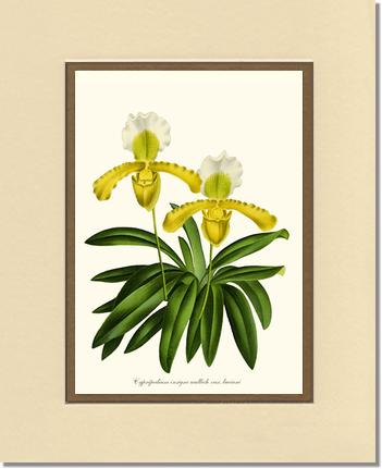 Cypripedium insigne | Orchid Wall Art Print