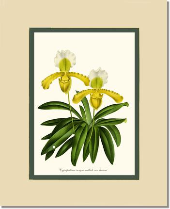 Cypripedium insigne | Orchid Wall Art Print