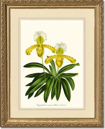Cypripedium insigne | Orchid Wall Art Print