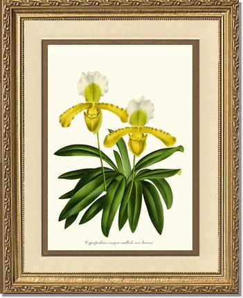 Cypripedium insigne | Orchid Wall Art Print