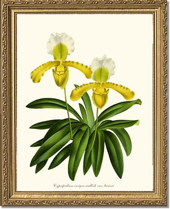 Cypripedium insigne | Orchid Wall Art Print