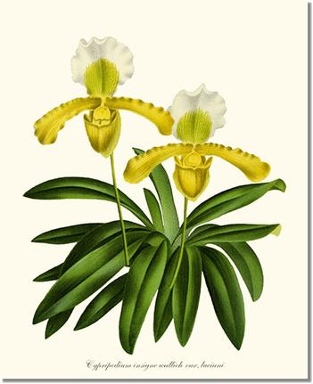 Orchid Print: Cypripedium insigne