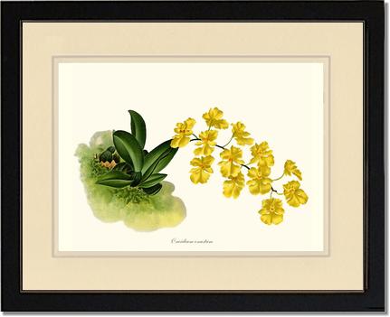 Oncidium onustum | Orchid Wall Art Print