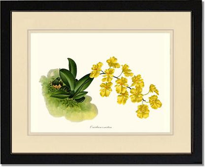 Oncidium onustum | Orchid Wall Art Print