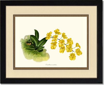 Oncidium onustum | Orchid Wall Art Print