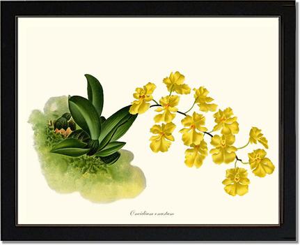 Oncidium onustum | Orchid Wall Art Print