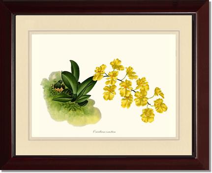 Oncidium onustum | Orchid Wall Art Print