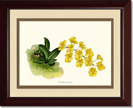 Oncidium onustum | Orchid Wall Art Print