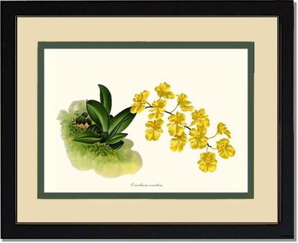 Oncidium onustum | Orchid Wall Art Print