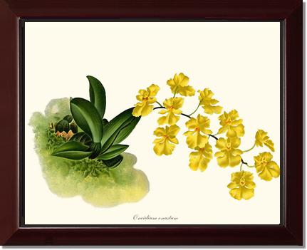Oncidium onustum | Orchid Wall Art Print