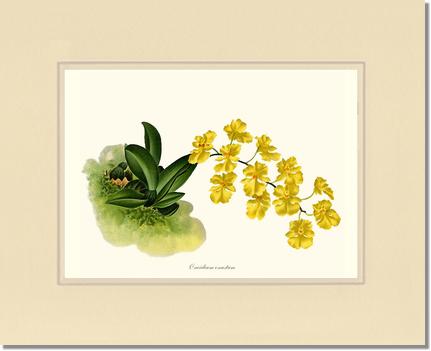 Oncidium onustum | Orchid Wall Art Print