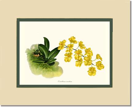 Oncidium onustum | Orchid Wall Art Print