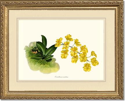 Oncidium onustum | Orchid Wall Art Print