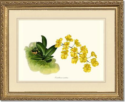 Oncidium onustum | Orchid Wall Art Print