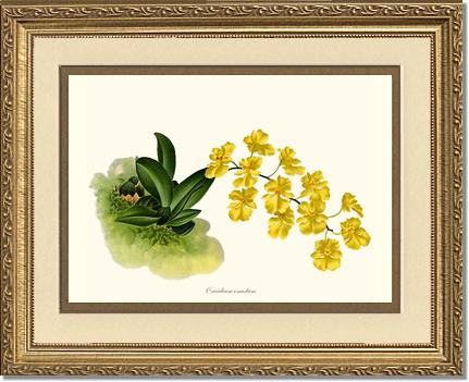 Oncidium onustum | Orchid Wall Art Print