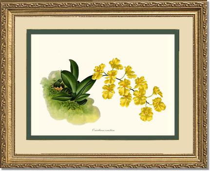 Oncidium onustum | Orchid Wall Art Print