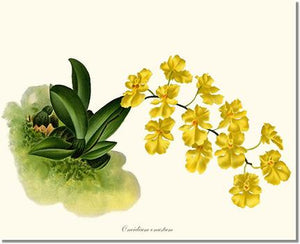 Orchid Print: Oncidium onustum