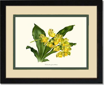 Catasetum punctatum | Orchid Wall Art Print