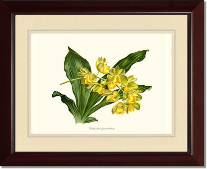 Catasetum punctatum | Orchid Wall Art Print