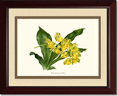 Catasetum punctatum | Orchid Wall Art Print