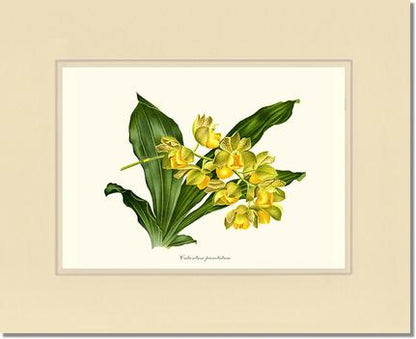 Catasetum punctatum | Orchid Wall Art Print