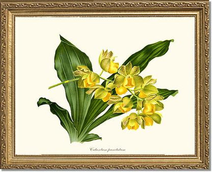 Catasetum punctatum | Orchid Wall Art Print