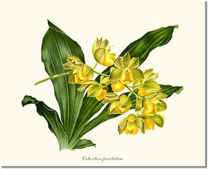 Orchid Print: Catasetum punctatum