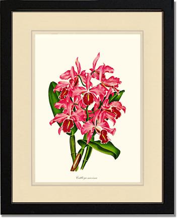 Cattleya maxima | Orchid Wall Art Print