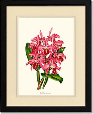 Cattleya maxima