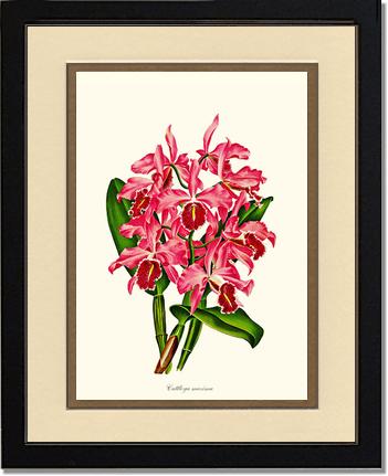 Cattleya maxima | Orchid Wall Art Print