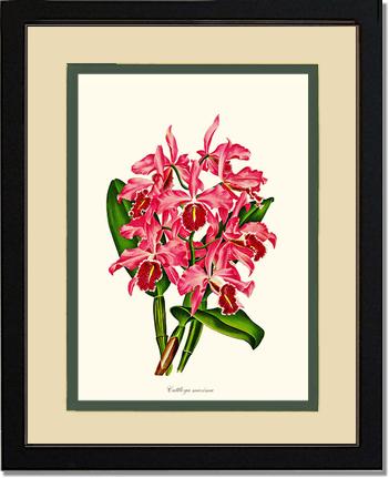 Cattleya maxima | Orchid Wall Art Print