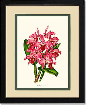 Cattleya maxima