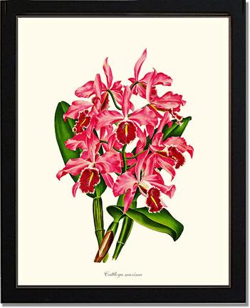 Cattleya maxima | Orchid Wall Art Print