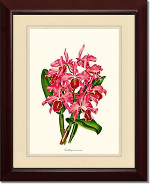 Cattleya maxima