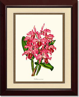 Cattleya maxima
