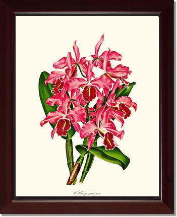 Cattleya maxima | Orchid Wall Art Print