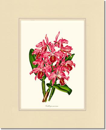 Cattleya maxima | Orchid Wall Art Print