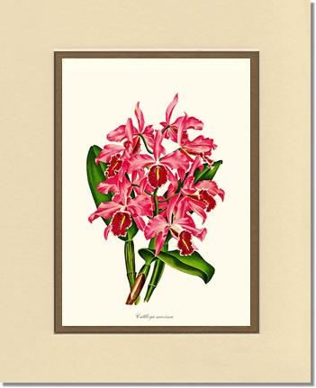 Cattleya maxima | Orchid Wall Art Print