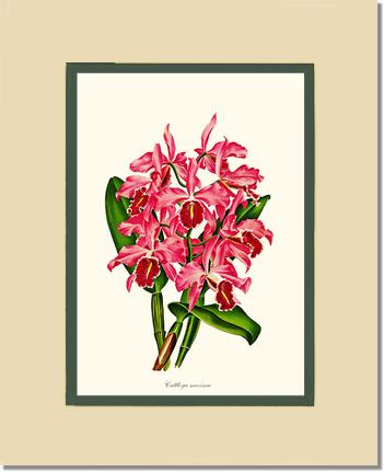 Cattleya maxima | Orchid Wall Art Print