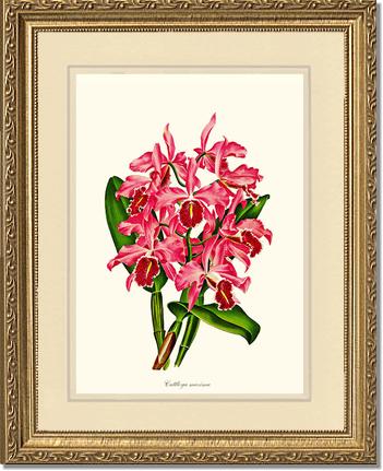 Cattleya maxima | Orchid Wall Art Print