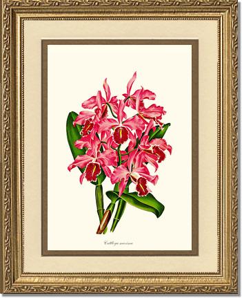 Cattleya maxima | Orchid Wall Art Print